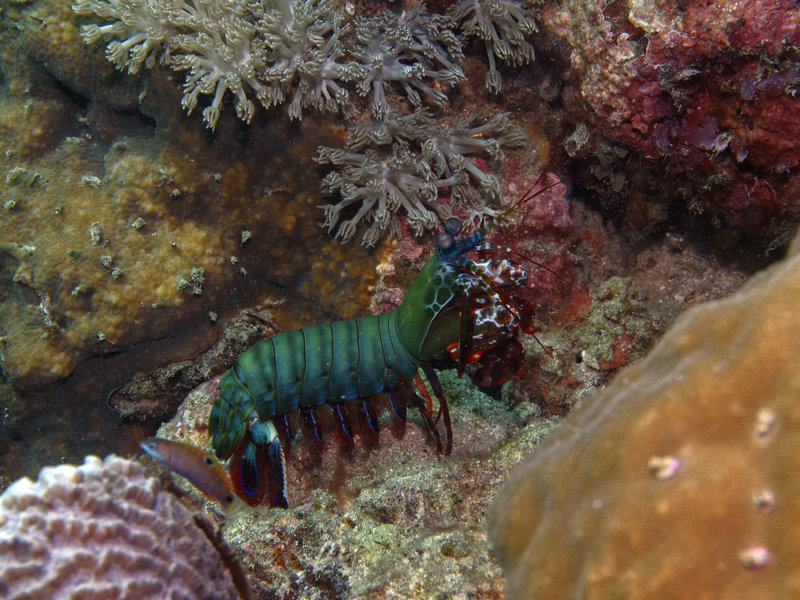 Smashing Mantis Shrimp, Sabang Wreck